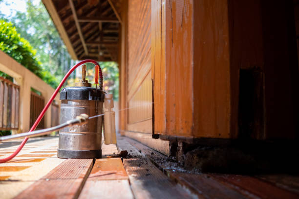 Best Local Pest Control Services  in Licking, MO
