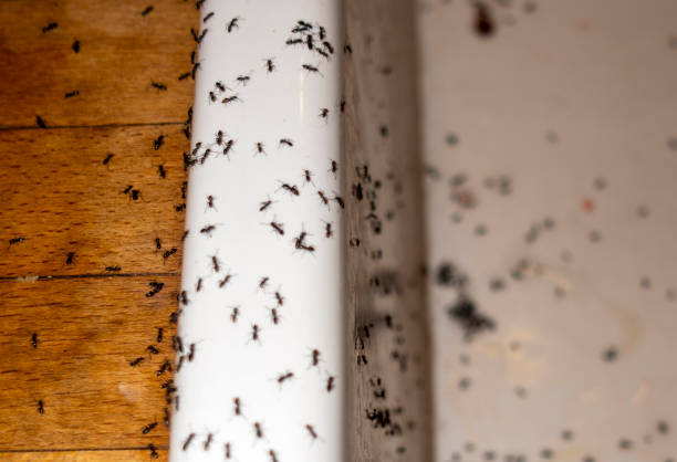 Best Pest Control Near Me in Licking, MO