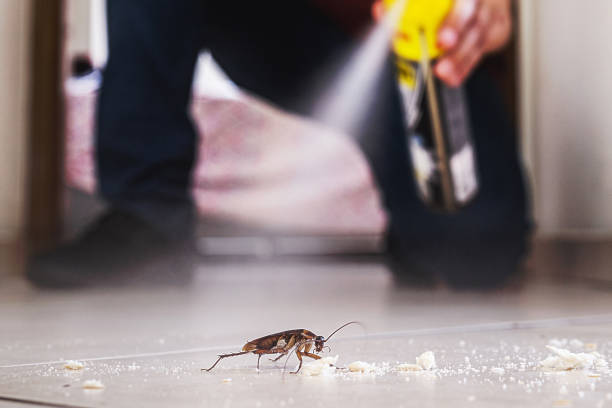 Best Insect Control  in Licking, MO